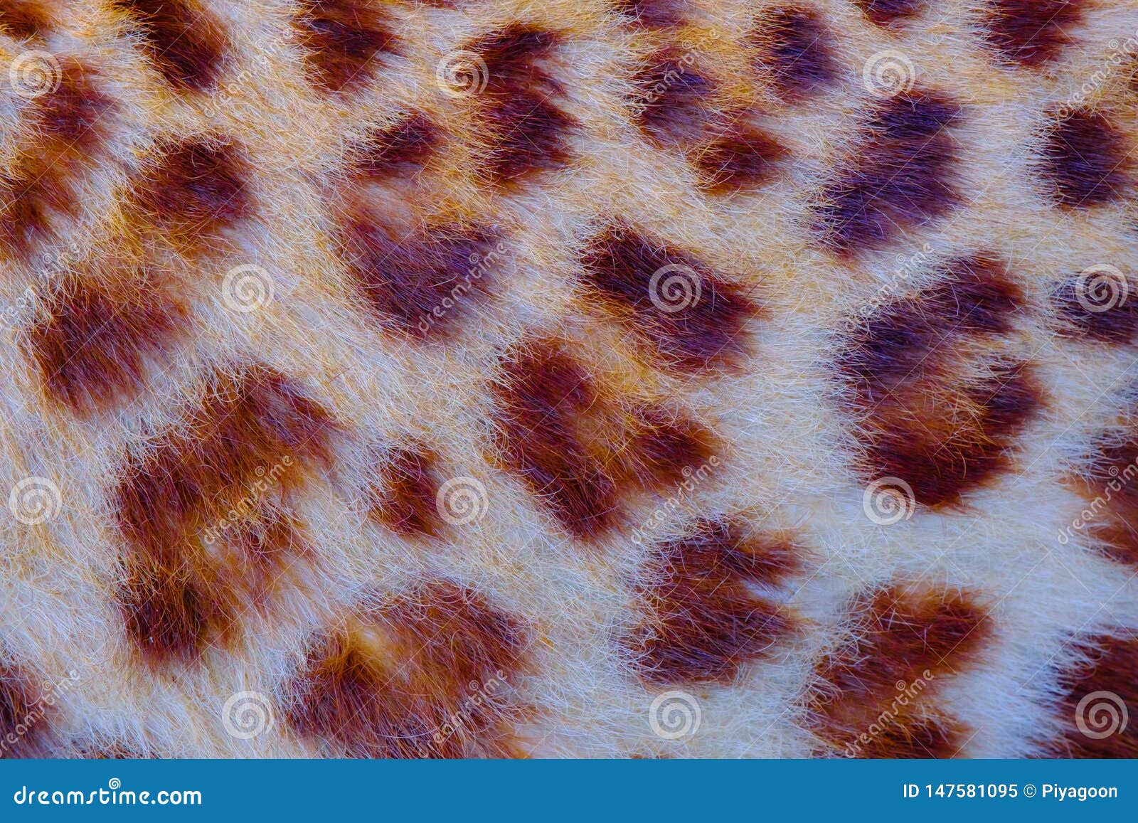 Real jaguar skin stock image. Image of wildlife, real 147581095