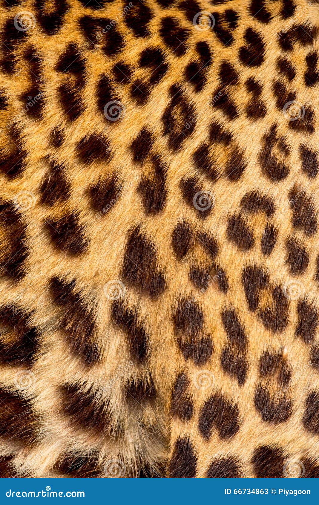 Real jaguar skin stock image. Image of animal, mammal 66734863