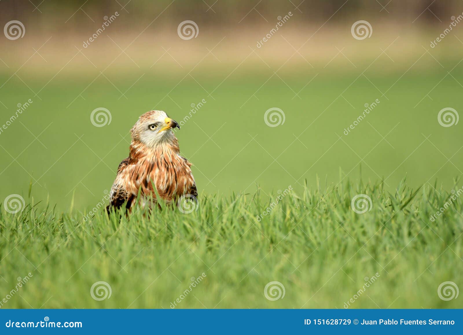 Real kite stock image. Image of arranges, abulense, feathers 151628729