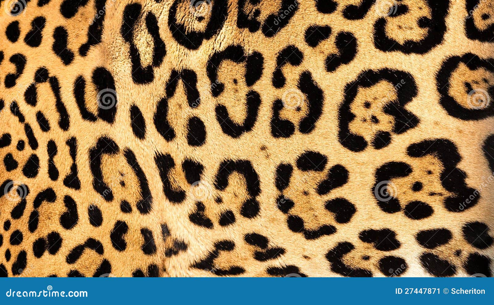 real live jaguar skin fur texture background