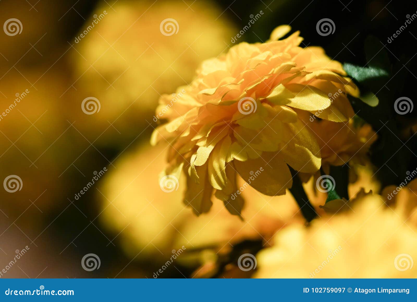 real marigold flowers full bloom the flower look bright beautiful.
