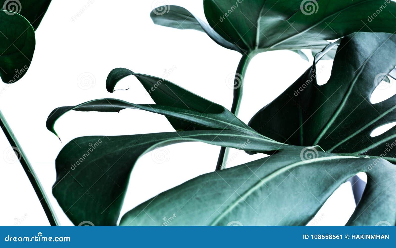 real monstera leaves decorating for composition .tropical