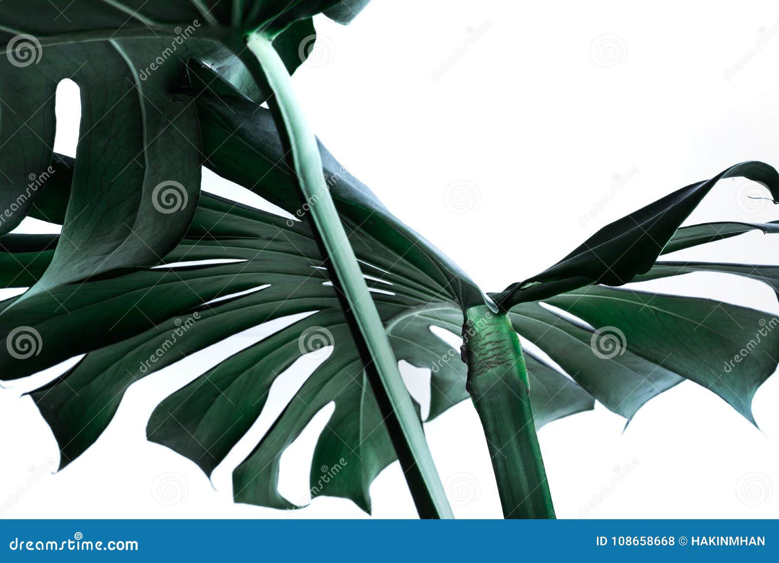 real monstera leaves decorating for composition . tropical