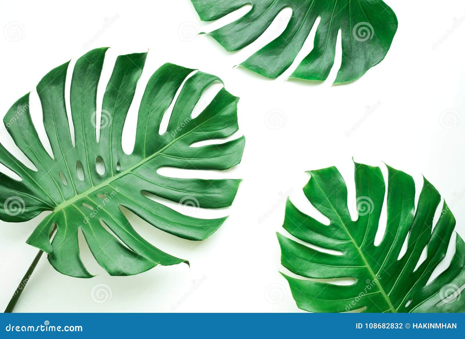 real monstera leaves set on white background.tropical,botanical