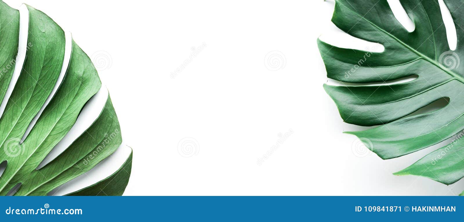 real monstera leaves set on white background.