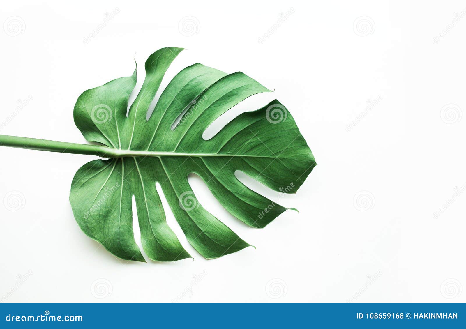 real monstera leaves on white background