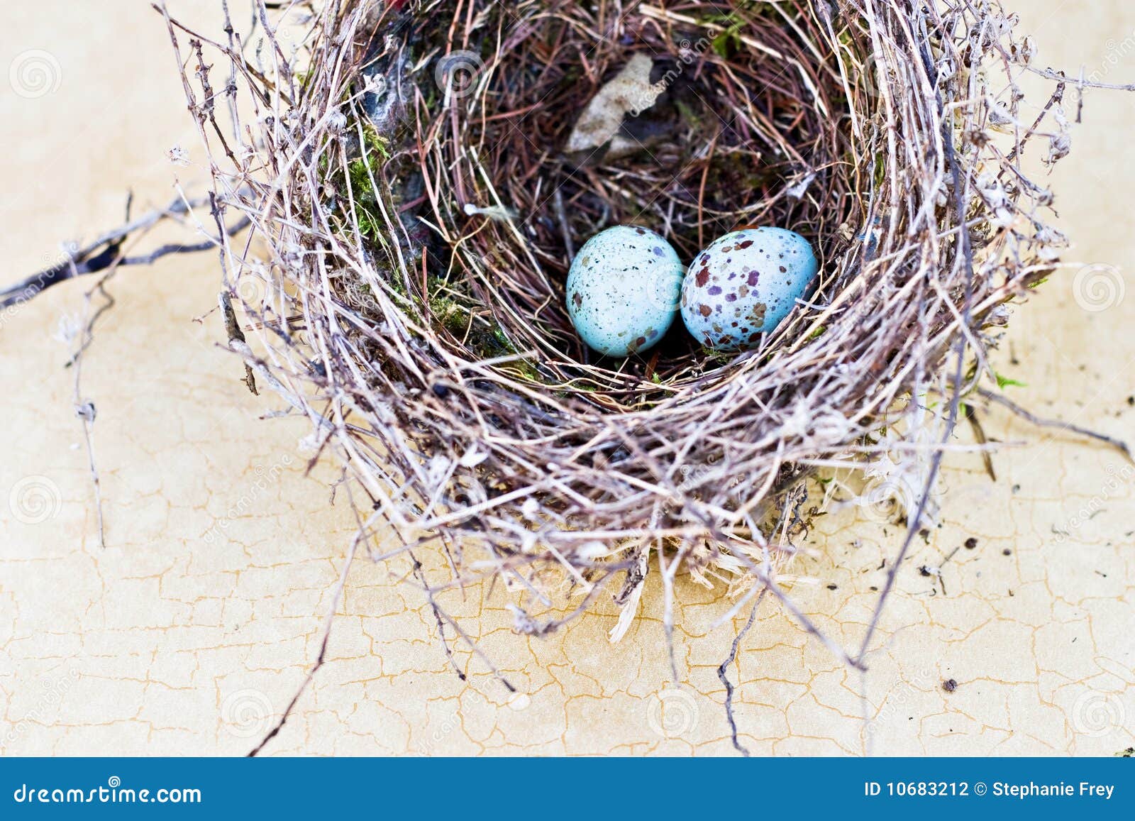 field sparrow eggs