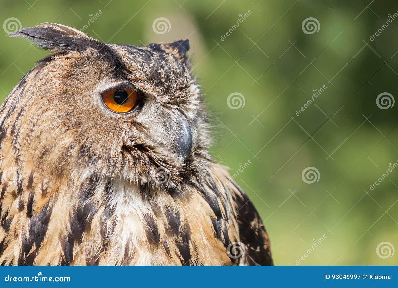 Real owl, bubo bubo stock image. Image of closeup, eyes - 93049997