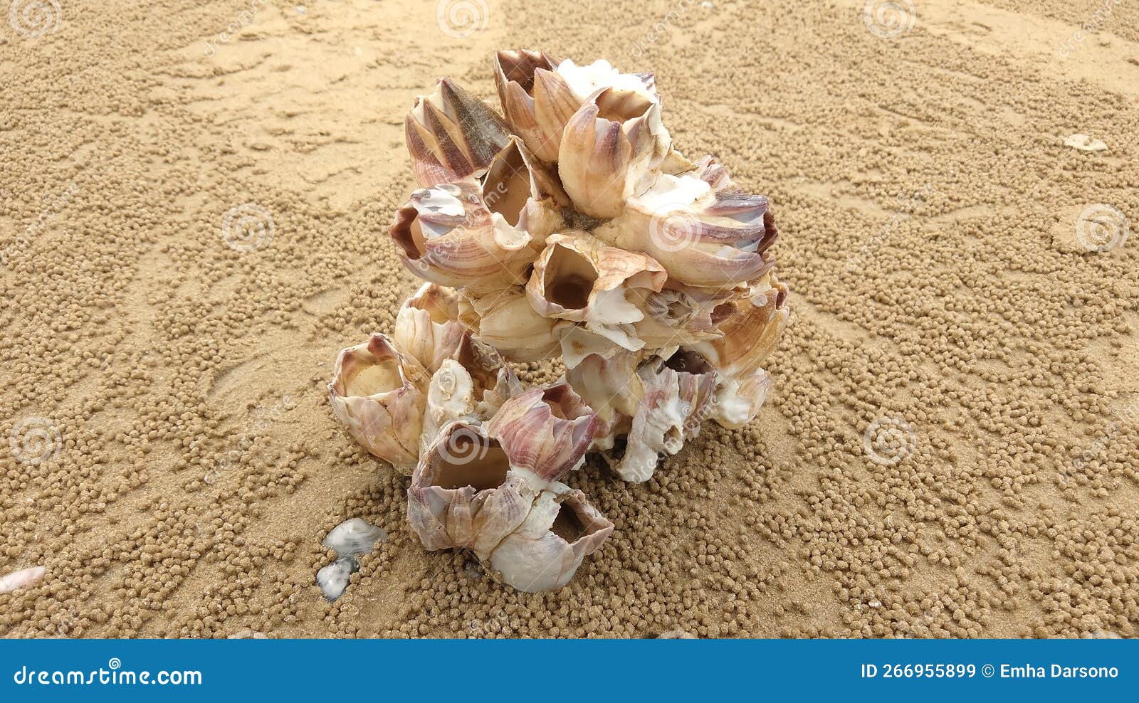 real photo - acorn barnacles perforatus (barace shell) (3)