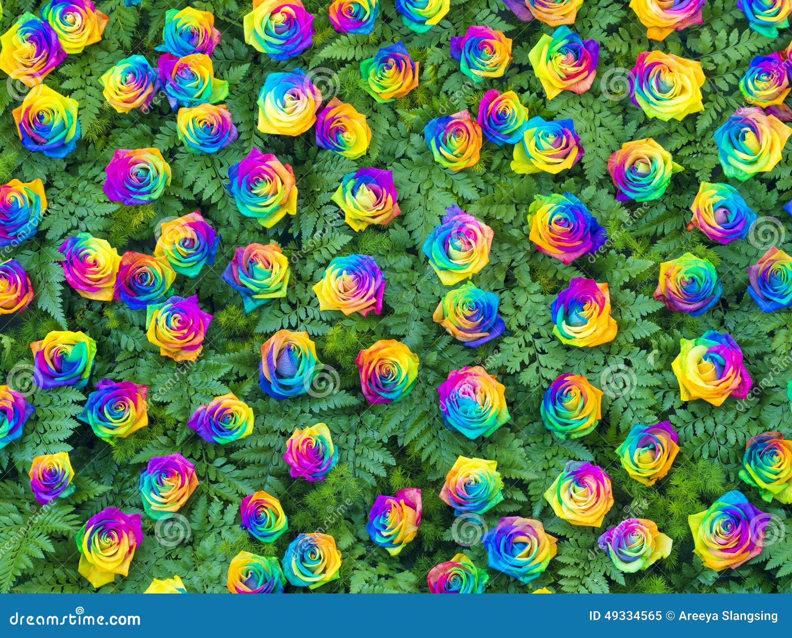  Real  Rose Flowers  Decorating  On Vertical Wall  Stock Image 