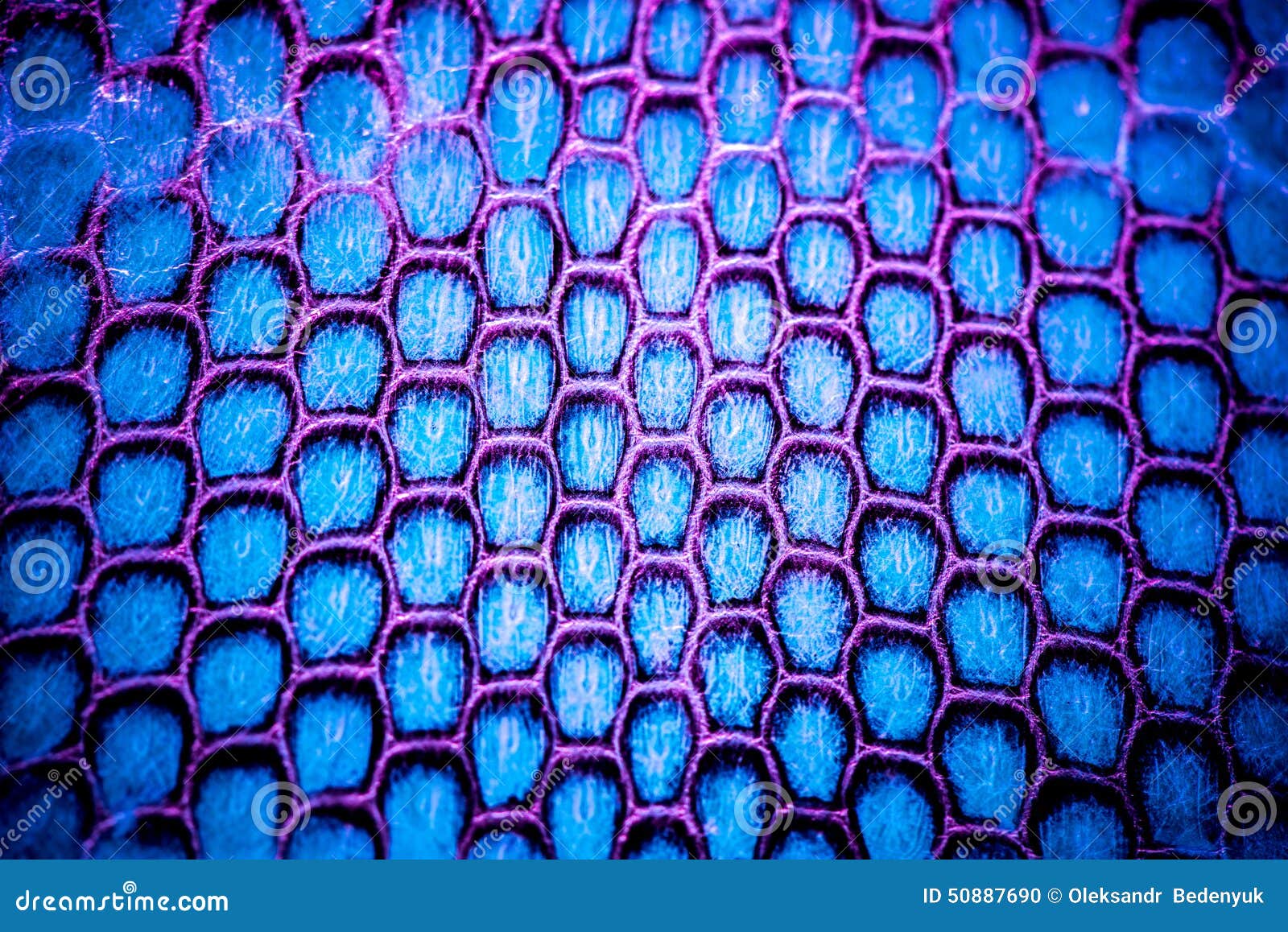 HD wallpaper Bush Viper purple snake animals and birds  Wallpaper Flare