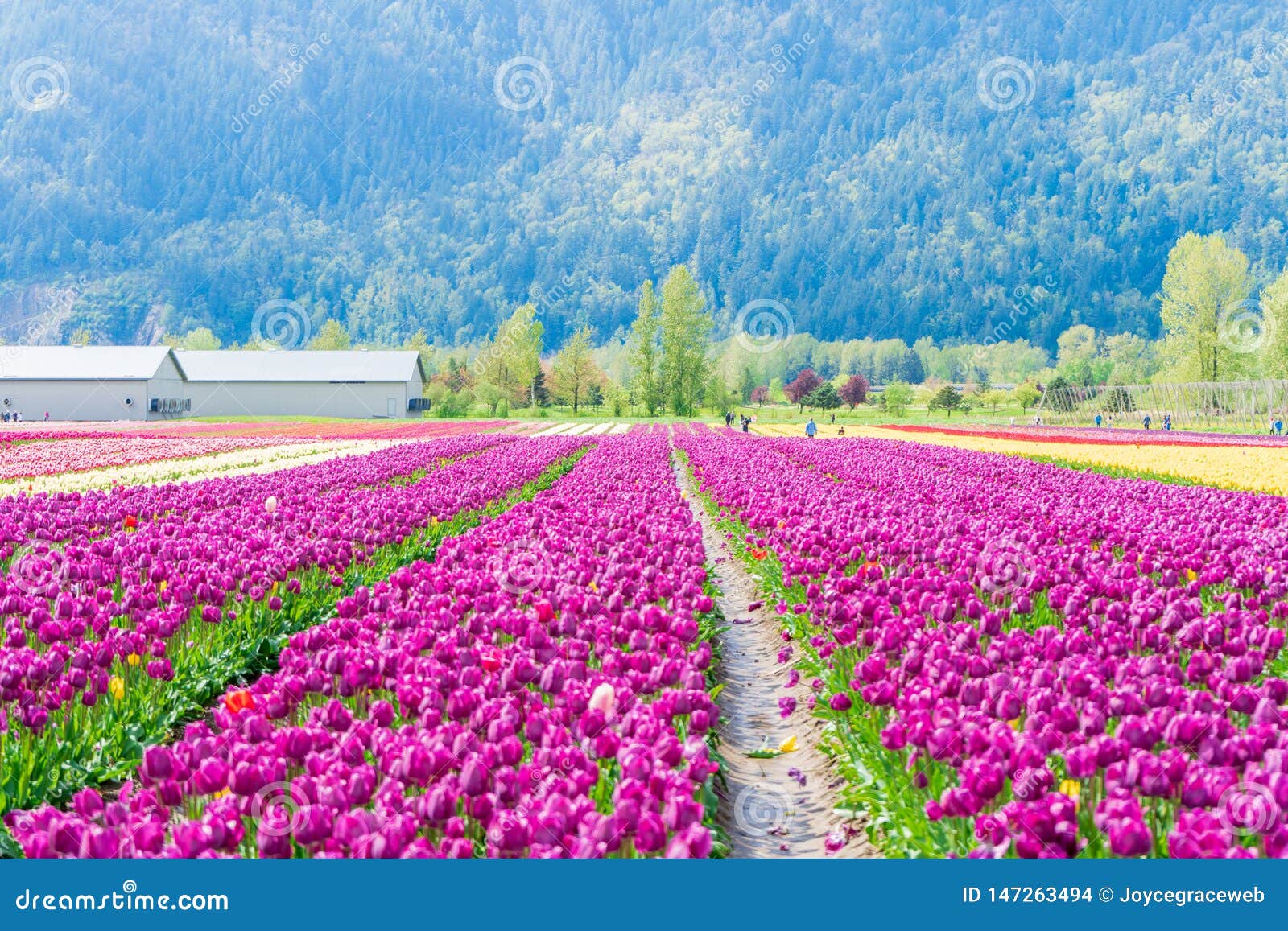 Real Tulip Farm Fields with Mountain the Background, Open To Tourists at  the Chilliwack Tulip Festival in Canada, with Real Stock Photo - Image of  festival, botany: 147263494
