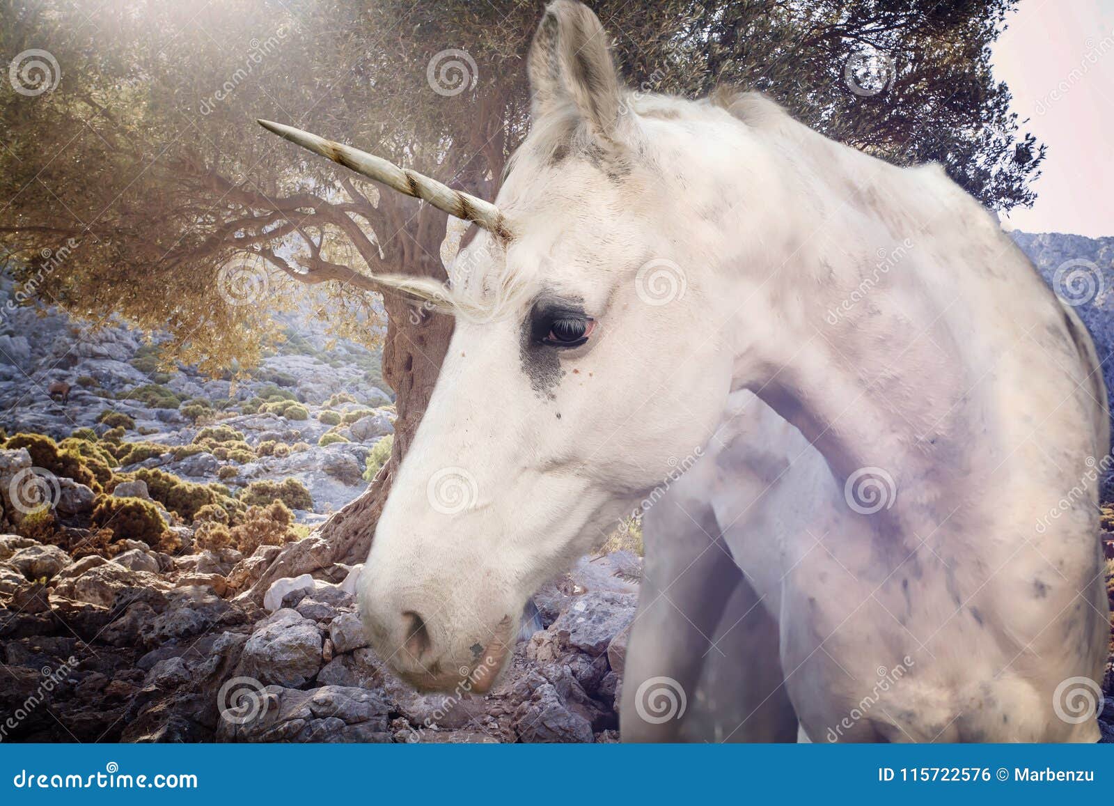 Real Unicorn Walking in Rocky Road Stock Photo - Image of ...