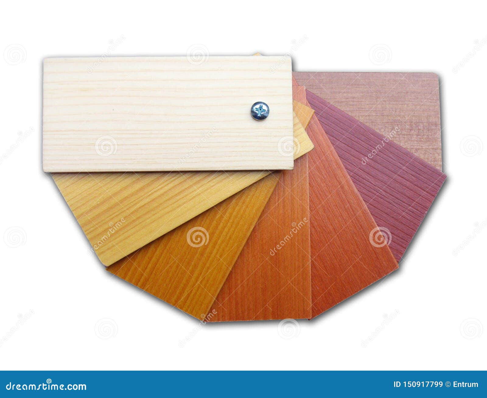 Real Wood Color Samples on a White Background Stock Image Image of