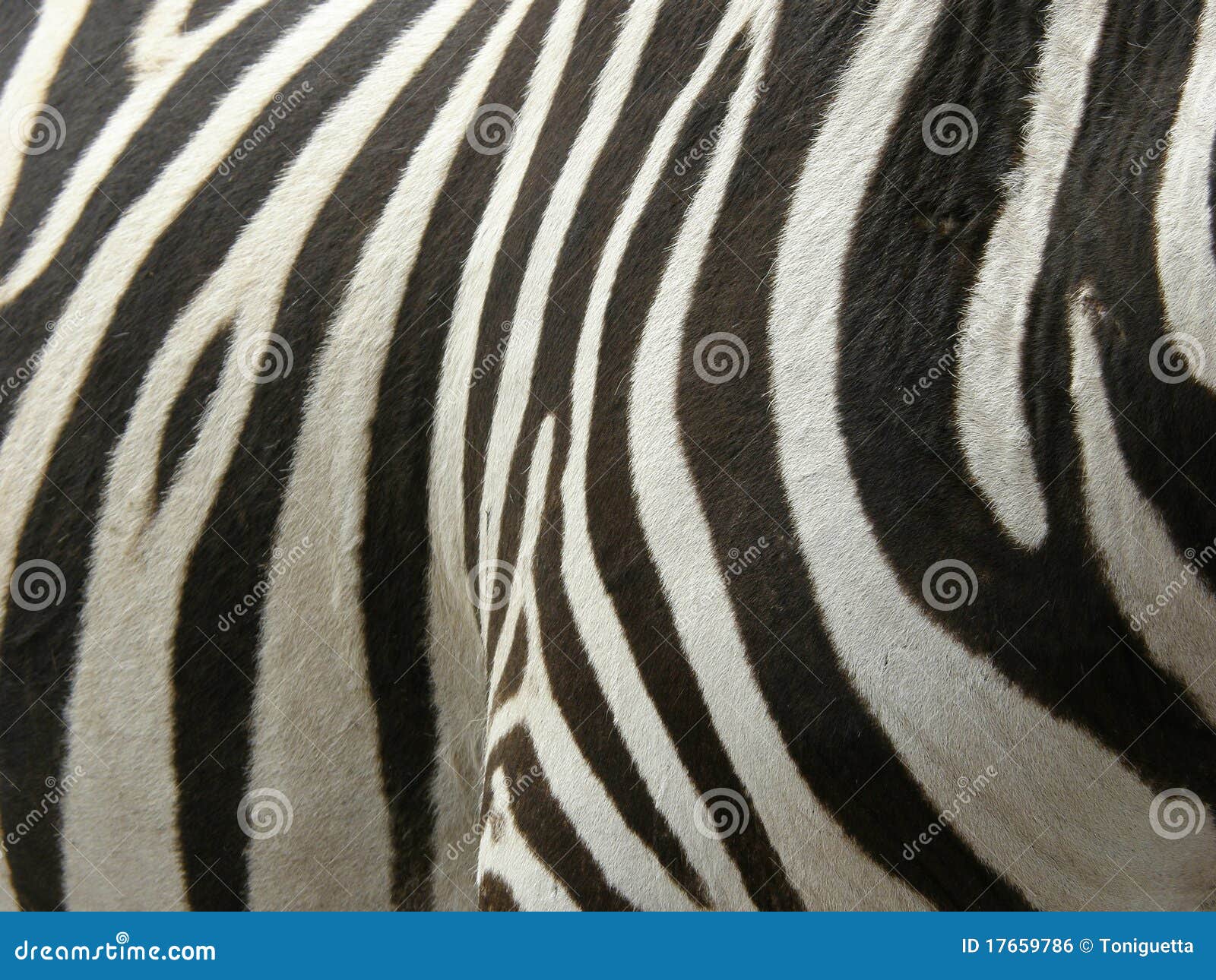 real zebra stripes