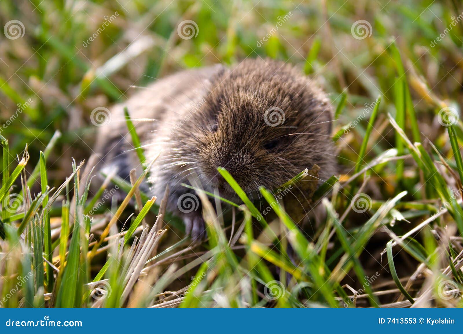 Reale Maus im Gras stockbild. Bild von maus, wild, tier - 7413553