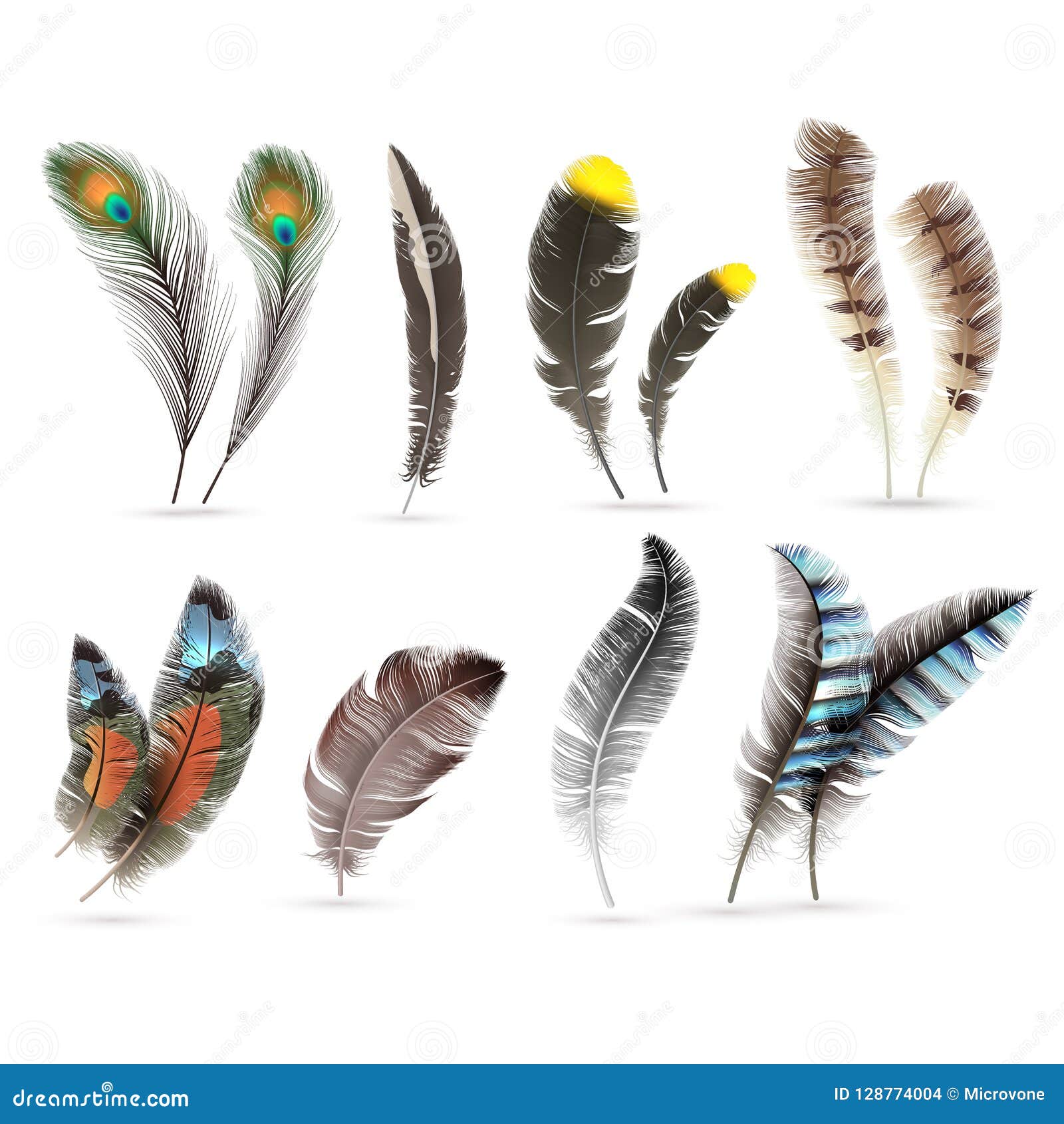 Realistic Bird Feathers. Detailed Colorful Feather of Different