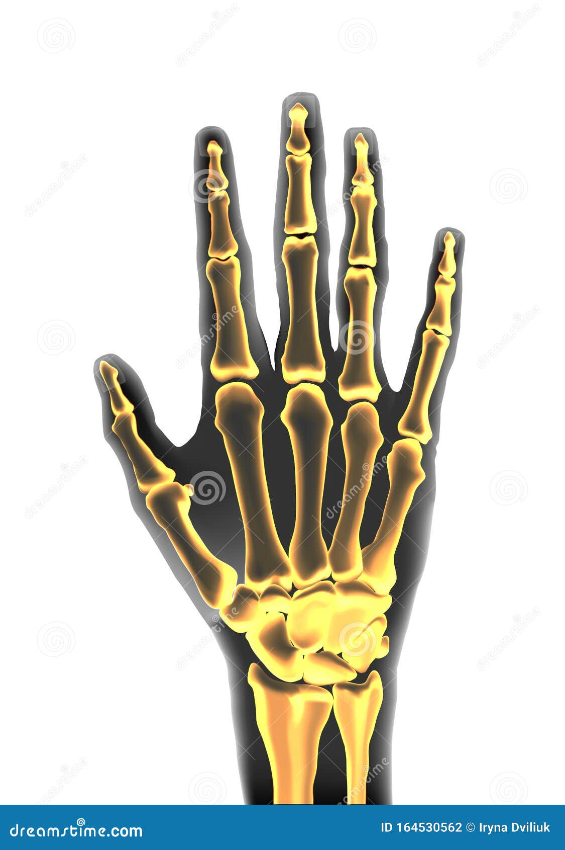 realistic black and yellow transparente human hand skeleton