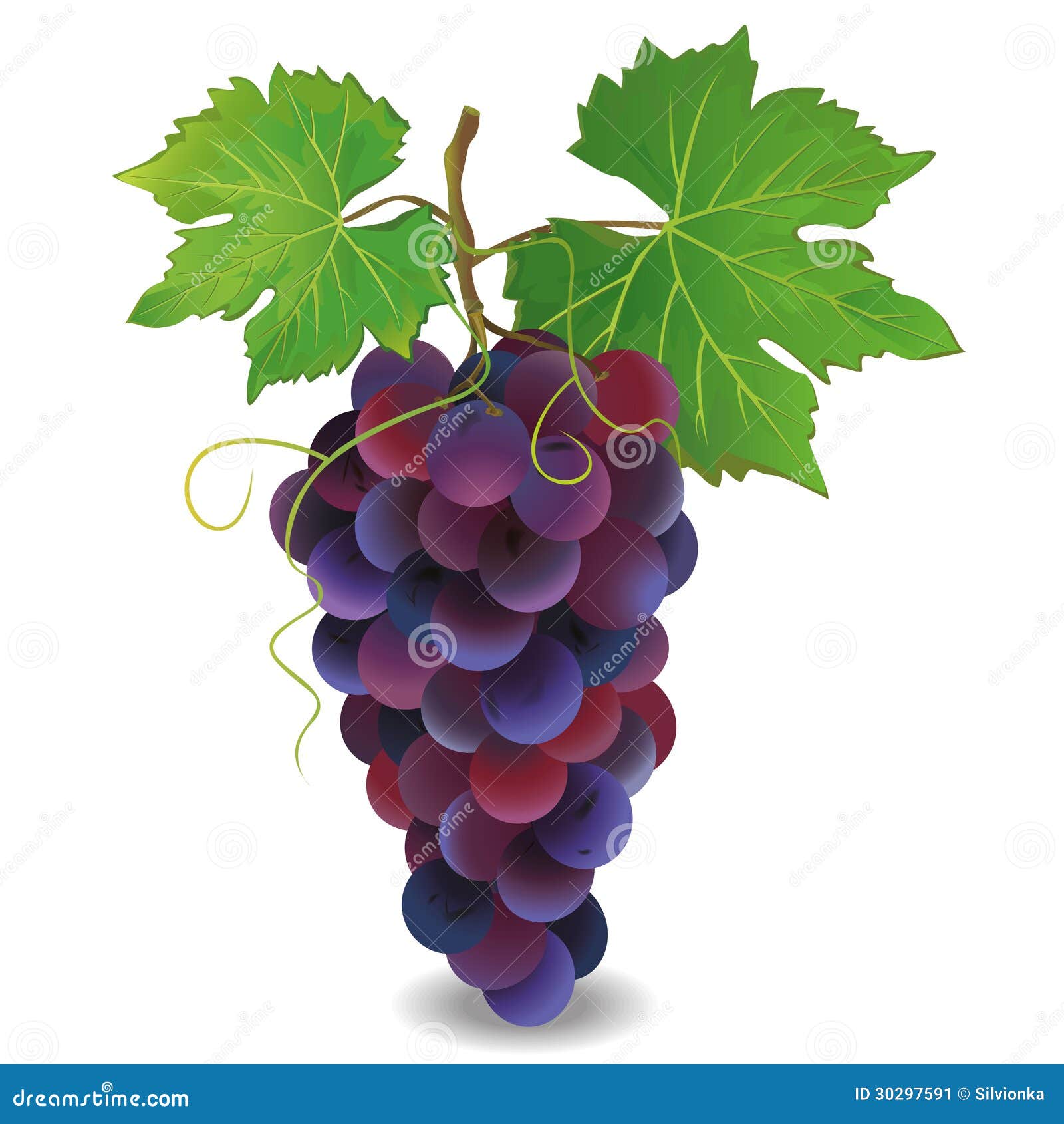 realistic blue grape over white