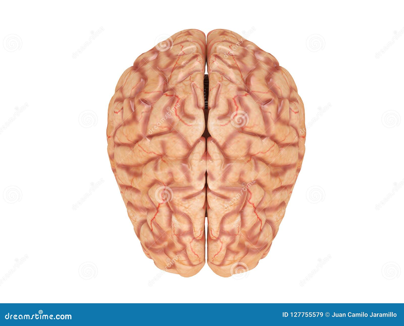 realistic brain from side or front view  on a white background 3d rendering