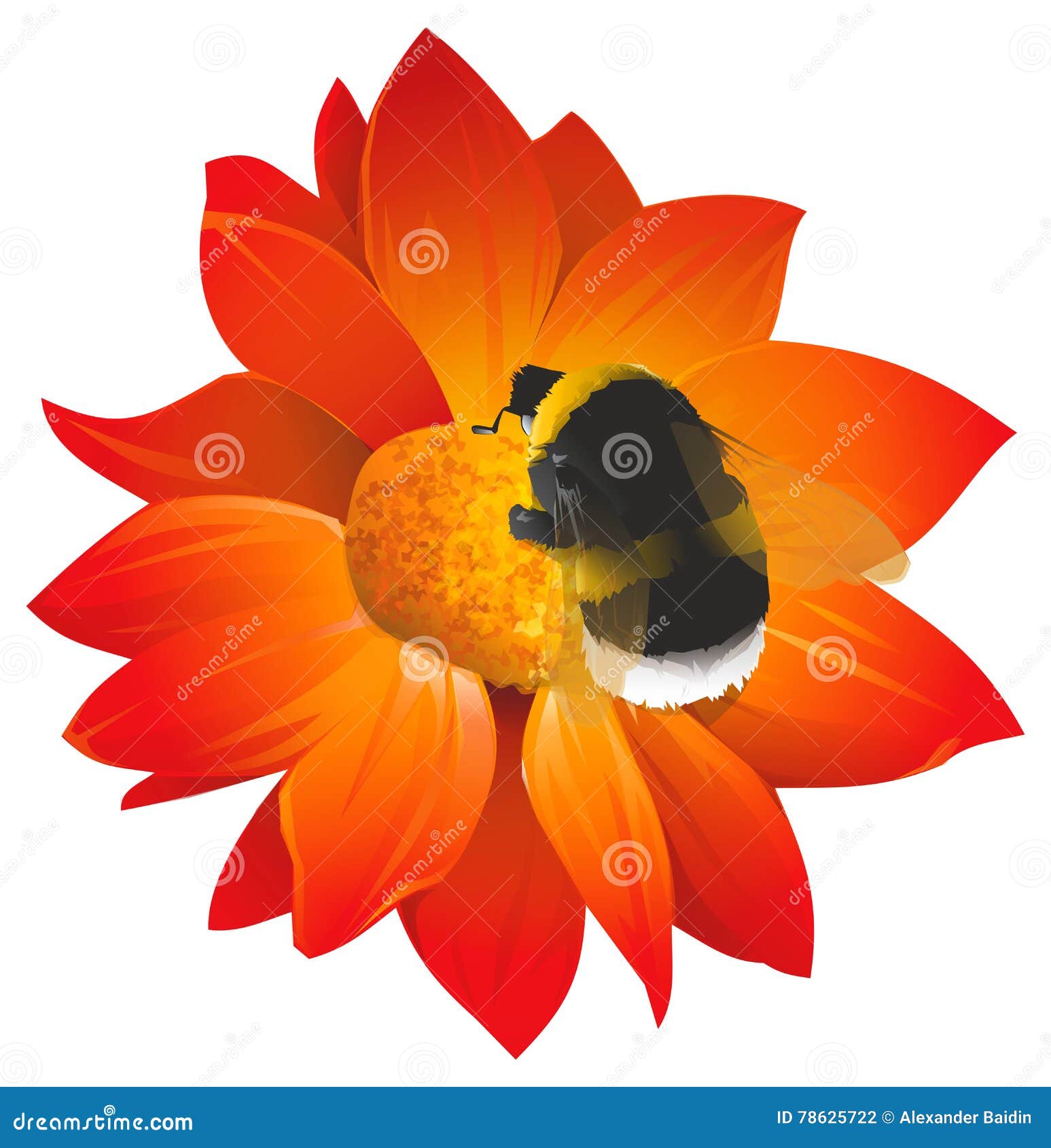 Realistic Bumblebee Illustration CartoonDealer com #29766898