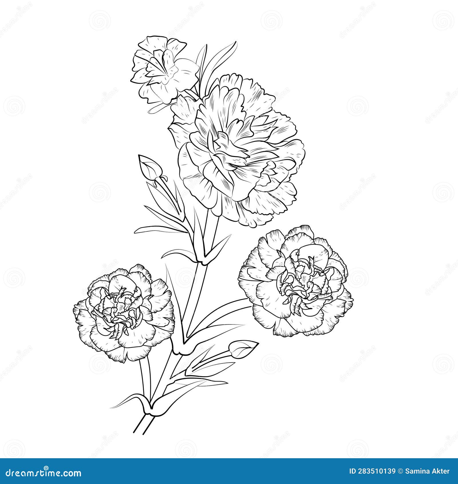 Realistic Carnation Flower Coloring Pages, Carnation Flower Tattoo ...