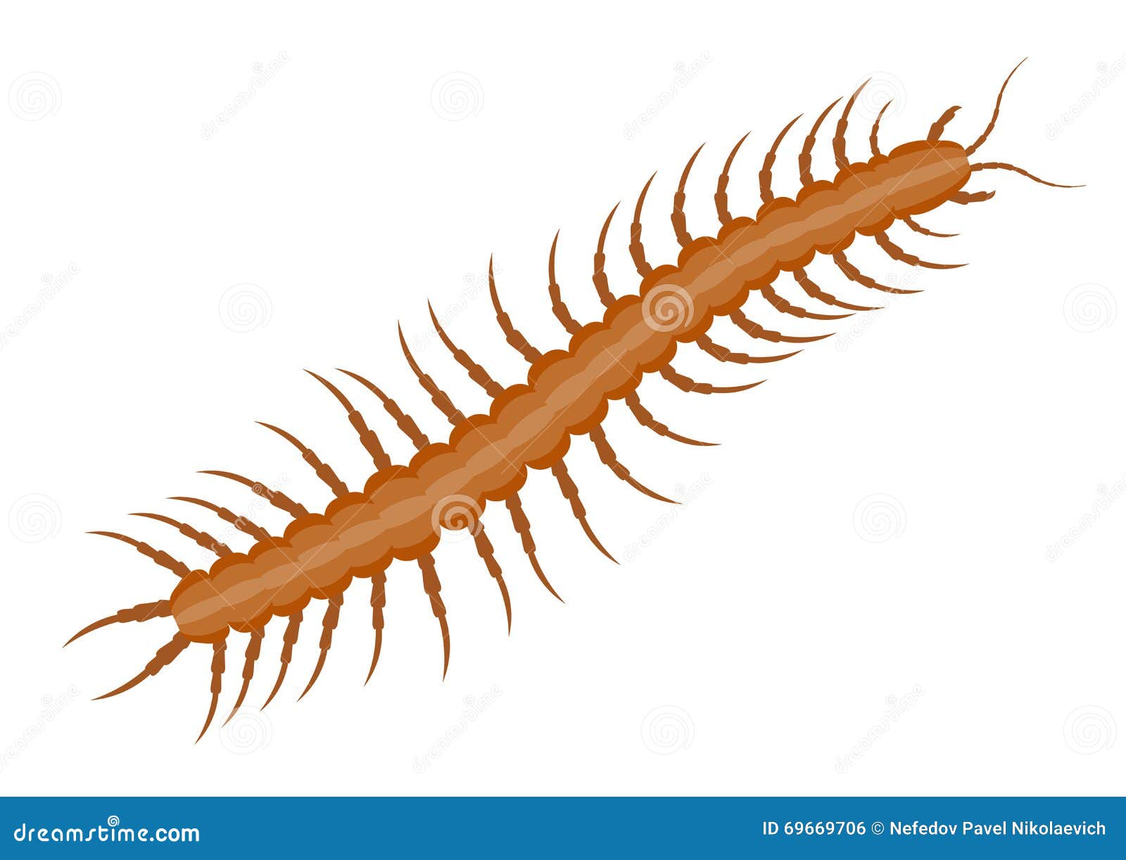 Realistic Centipede Vector Illustration Stock Vector - Illustration of