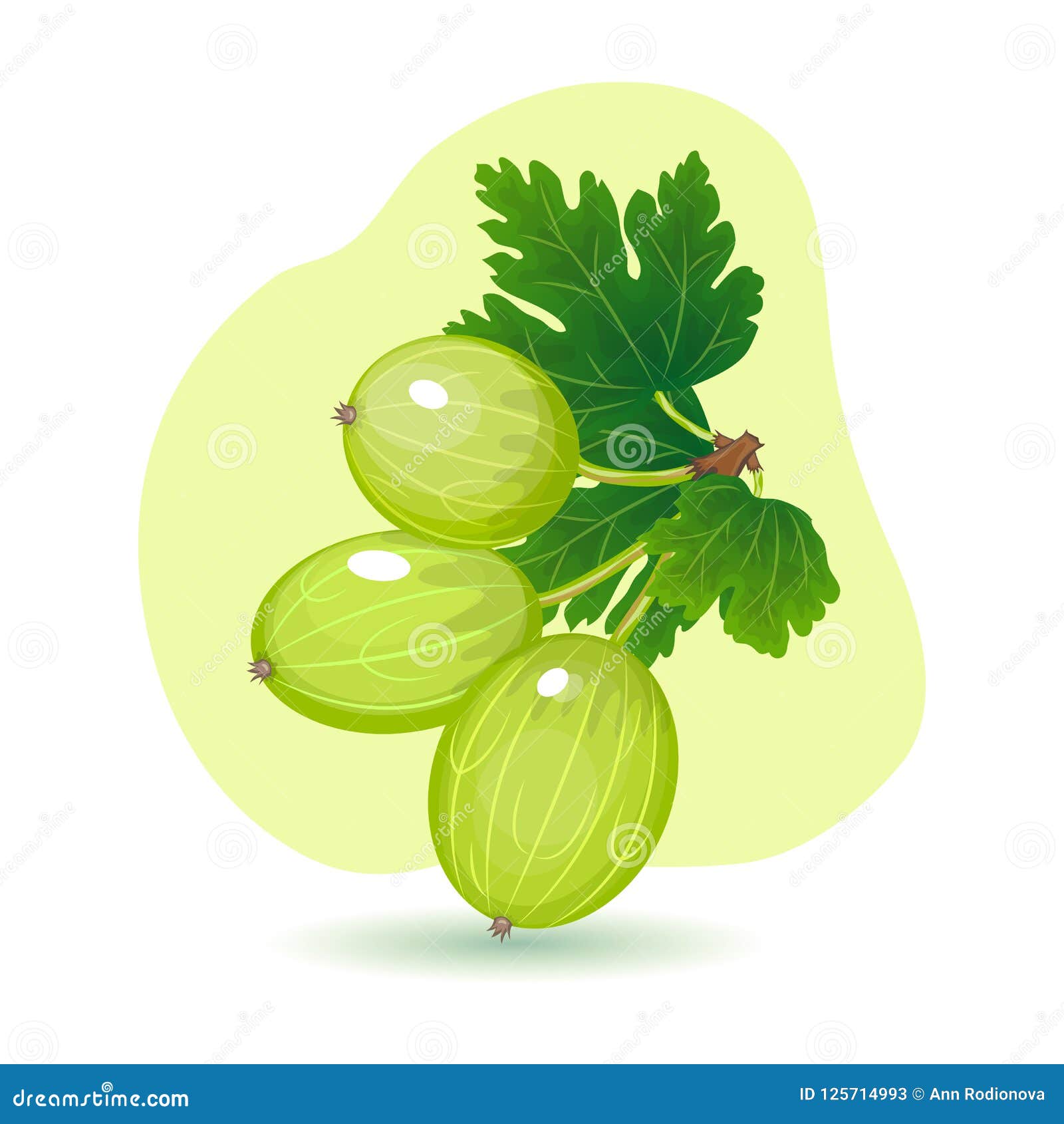 Vector Illustration of Green Juicy Gooseberry with Leaves Stock Vector -  Illustration of nature, fruit: 125714993