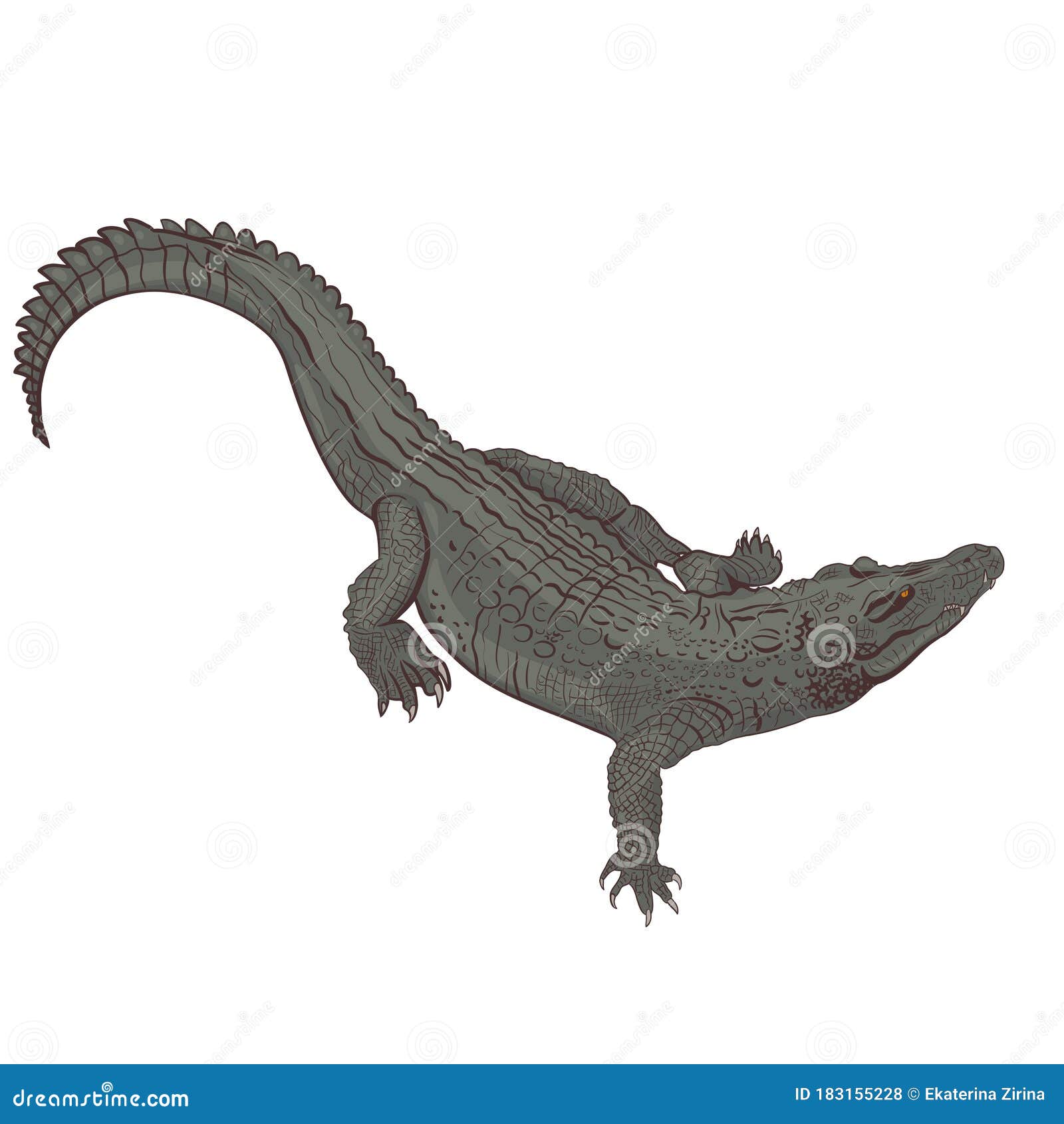 Realistic Crocodile Isolated on a White Background. Vector Graphics
