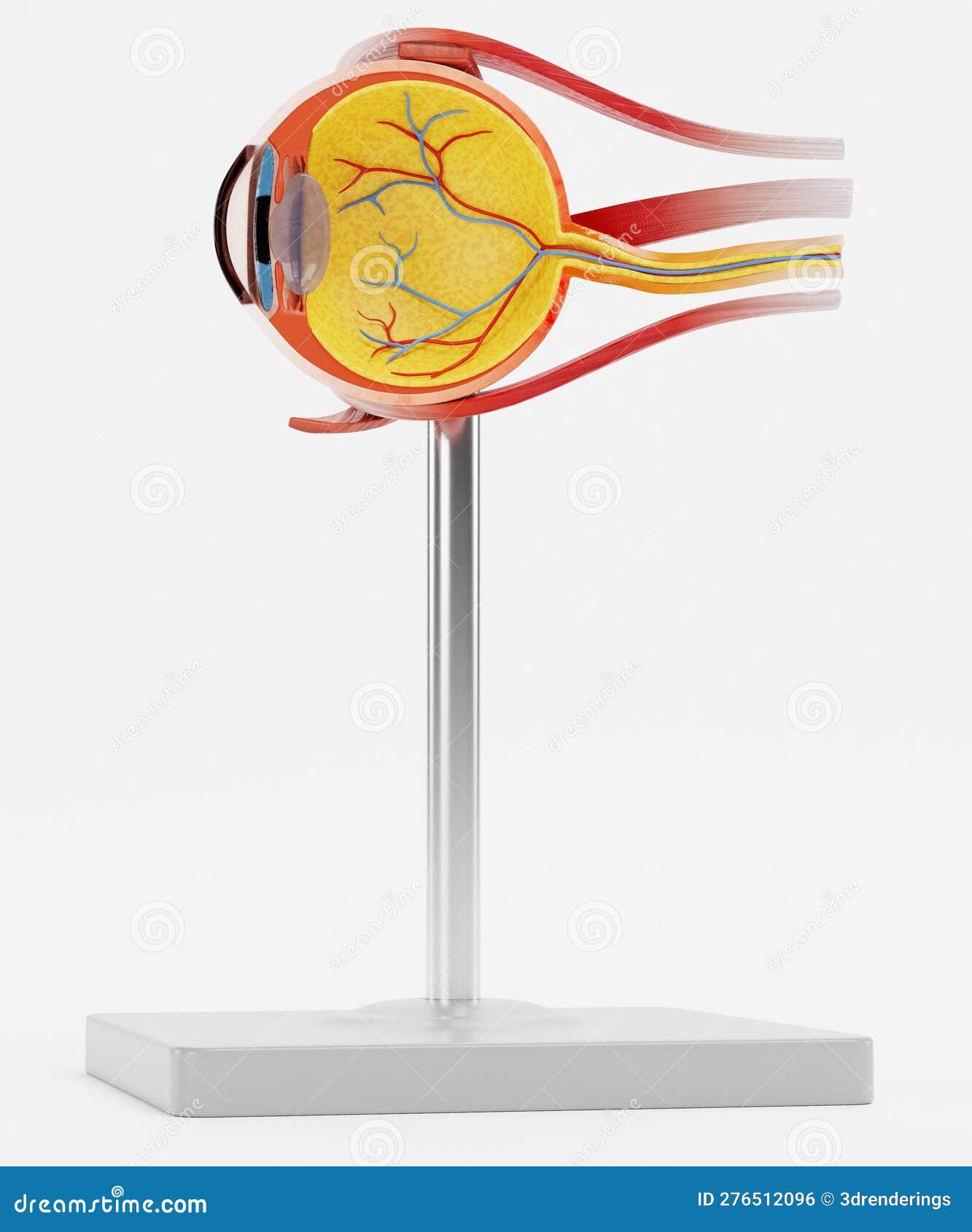 3D Render of Eye Anatomy Model Stock Illustration Illustration of