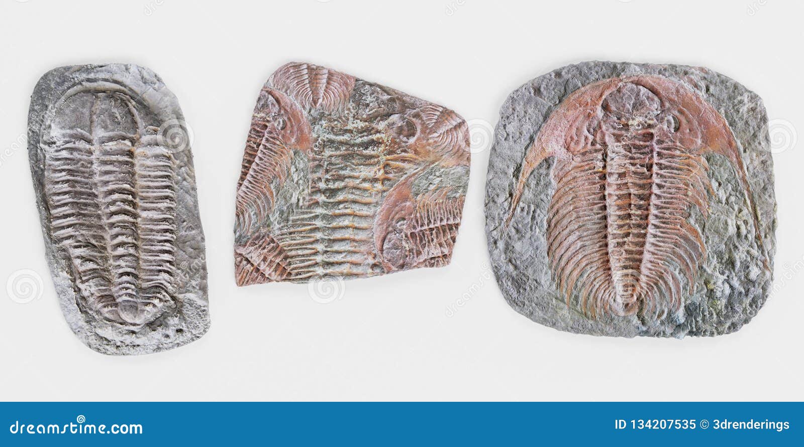 3d render of trilobite fossils