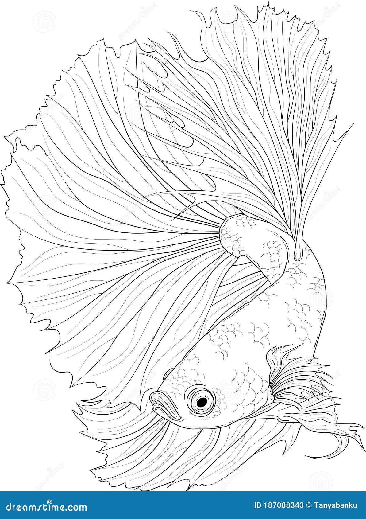 Koi Fish Drawing on Behance