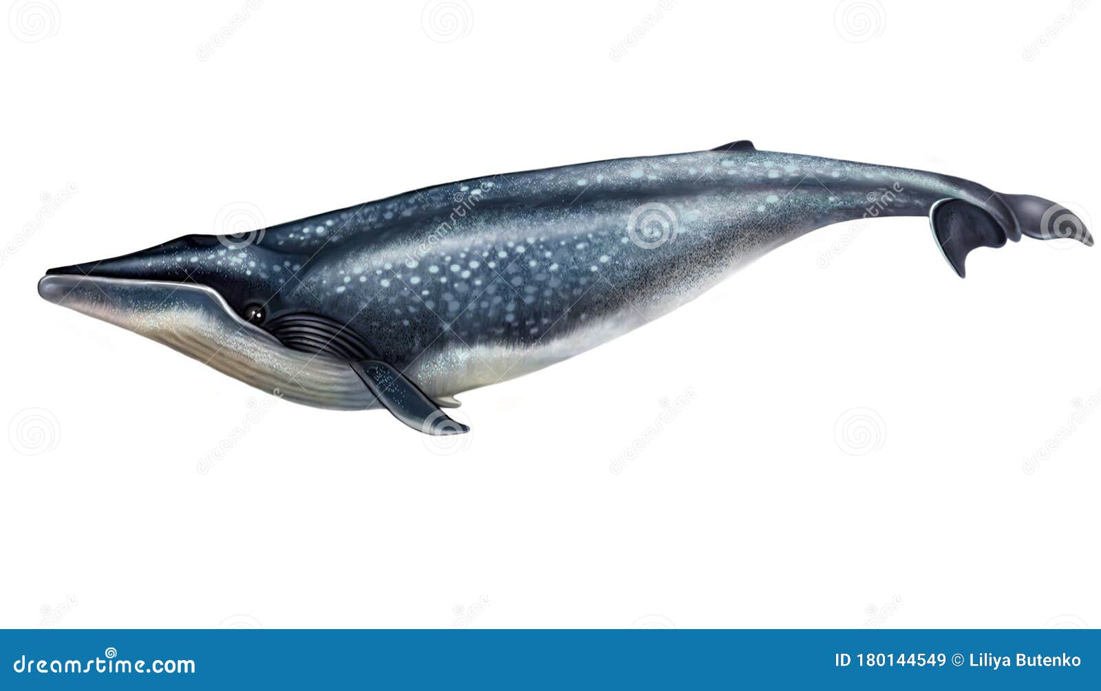 Realistic Drawing Blue Whale Stock Illustration Illustration Of Dive Nature