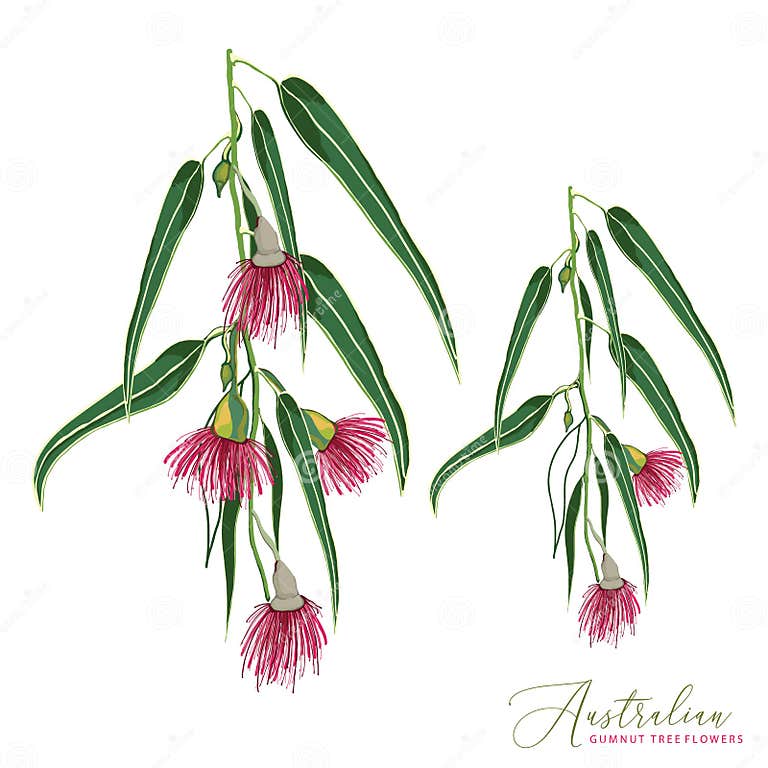 Realistic Eucalyptus Tree Vector Illustration Stock Vector ...