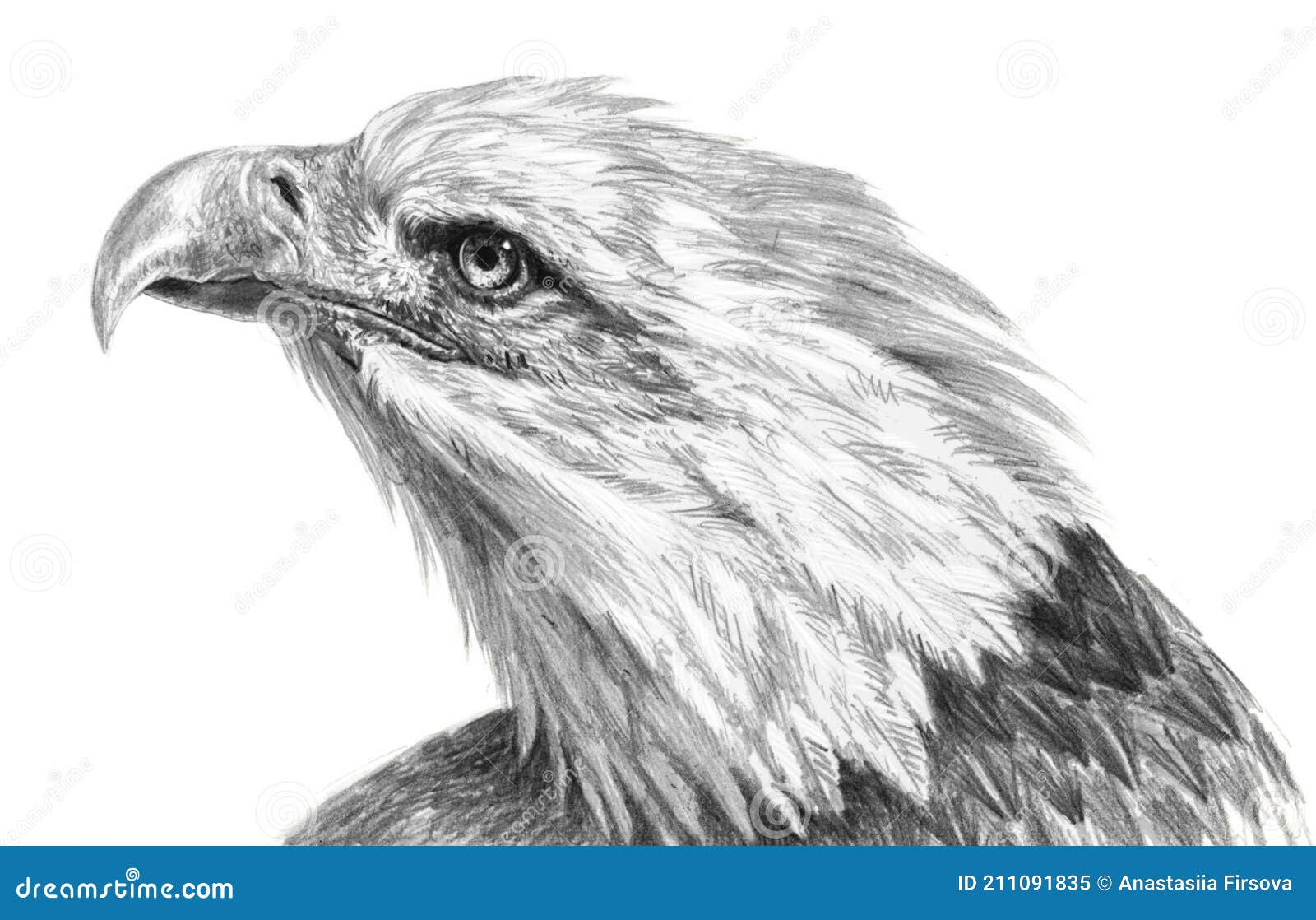 Eagle Pencil Drawing High-Res Vector Graphic - Getty Images