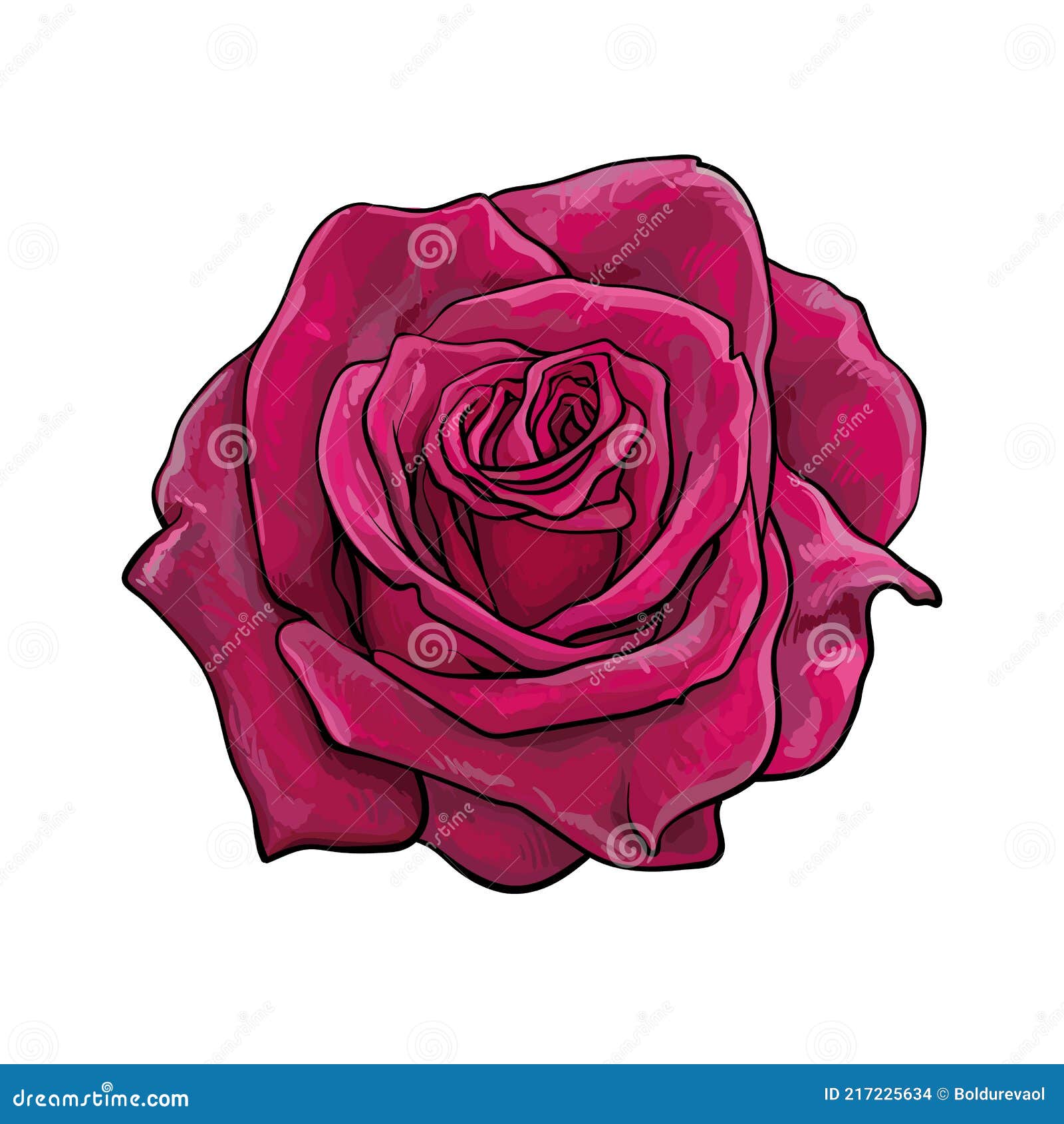 Realistic Hand Drawn Dark Red Rose Flower Fully Open. Vector Illustration  Isolated on White Background Stock Vector - Illustration of light,  greeting: 217225634