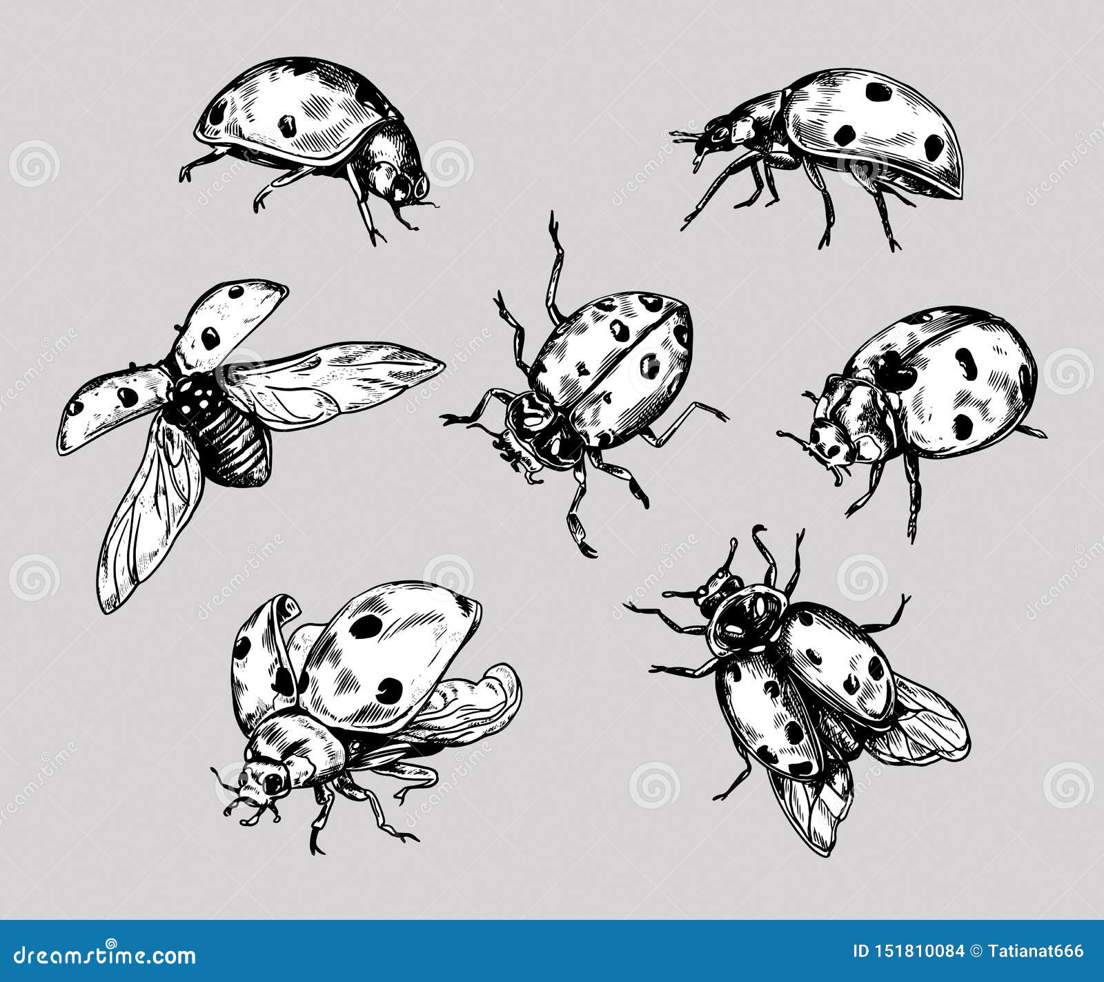 Ladybug Drawing - How To Draw A Ladybug Step By Step