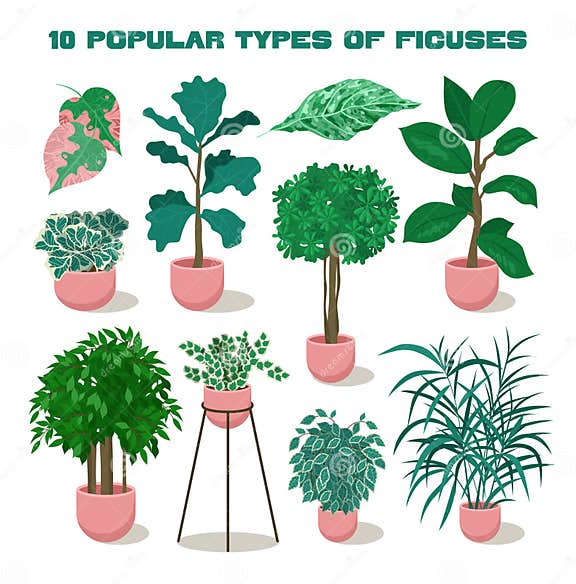 Realistic House Plants Set. Different Types of Decorative Ficuses or
