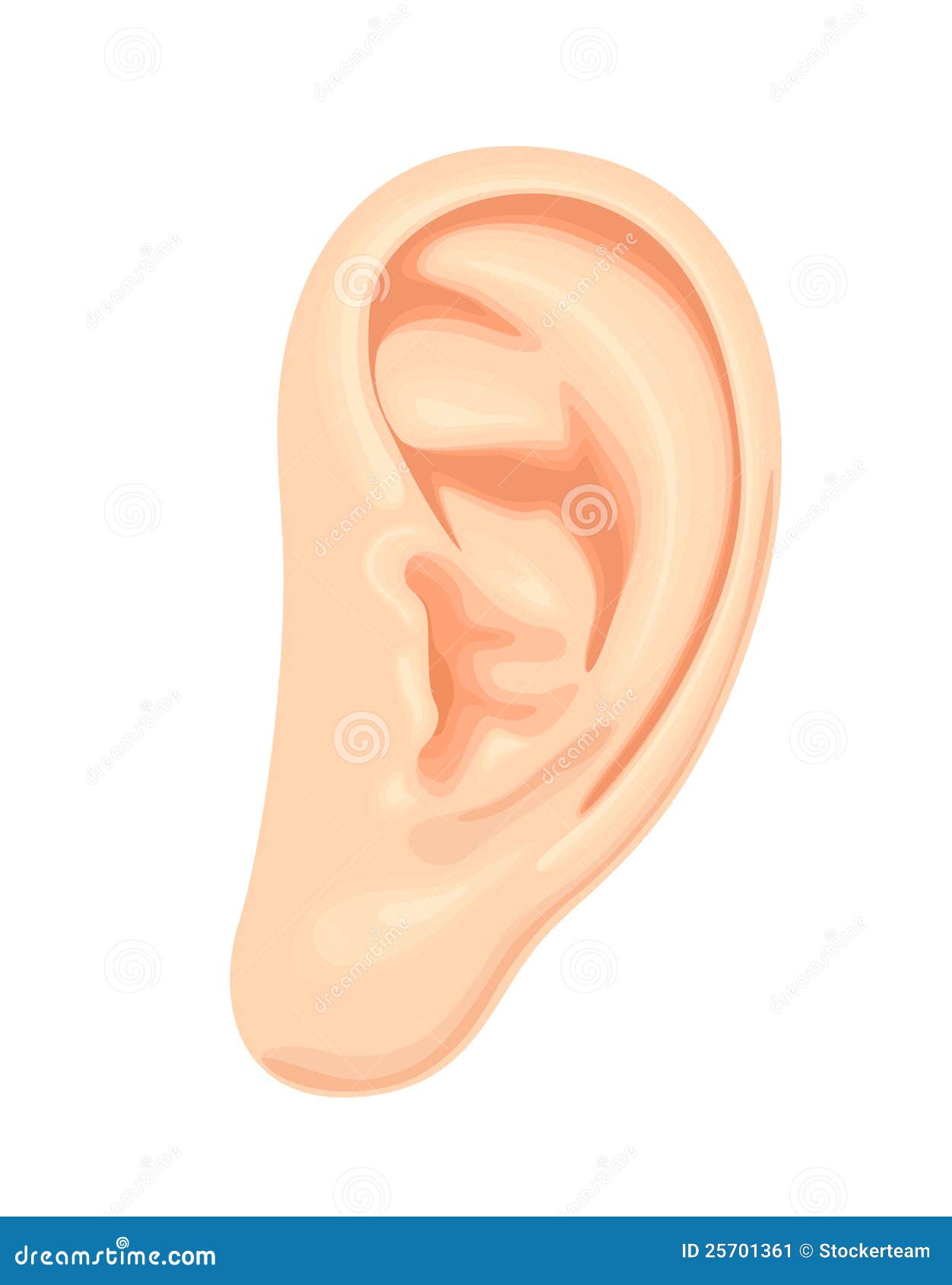 human ear clipart - photo #28