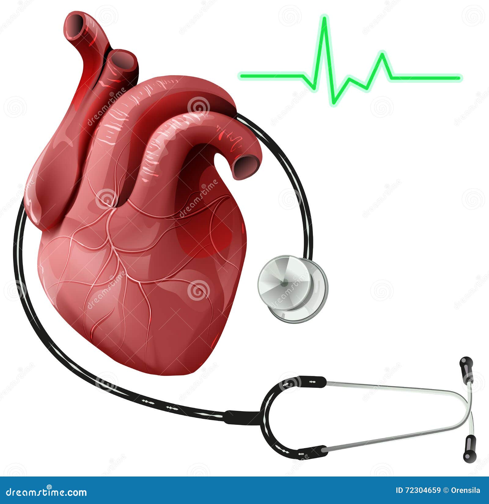 Realistic Human Heart and Stethoscope Stock Vector Illustration of