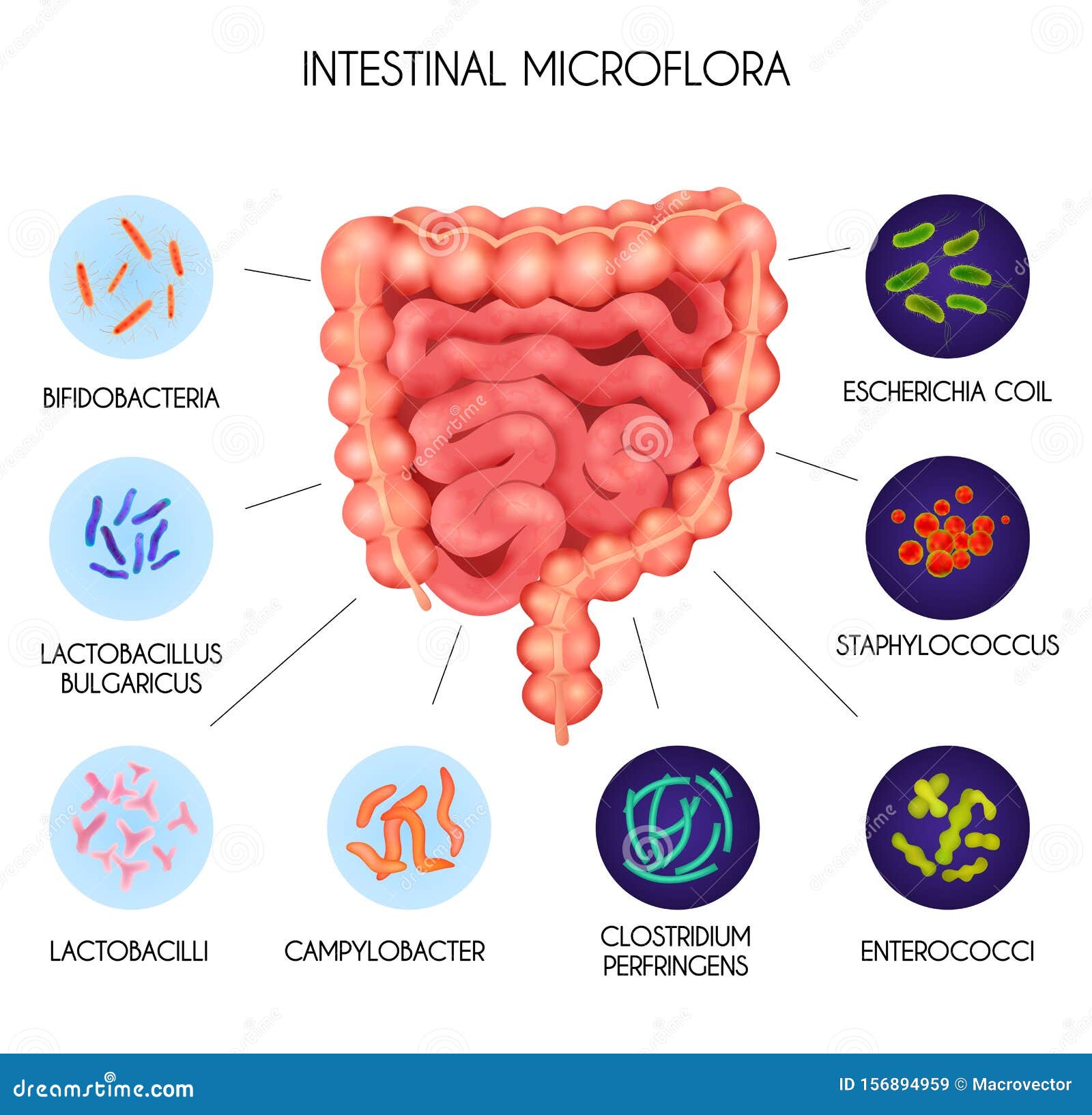realistic human internal organs intestinal microflora bacteria infographic