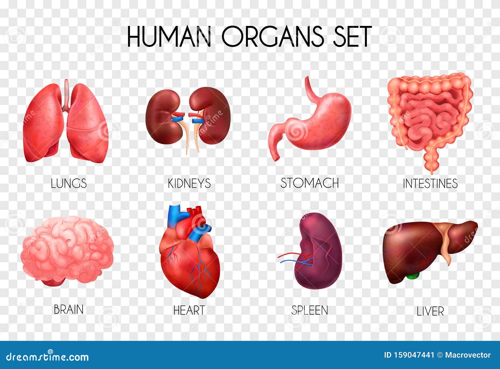 Human organs. Органы человека на турецком. Сердце и печень иконка. Сердца селезенка печень.