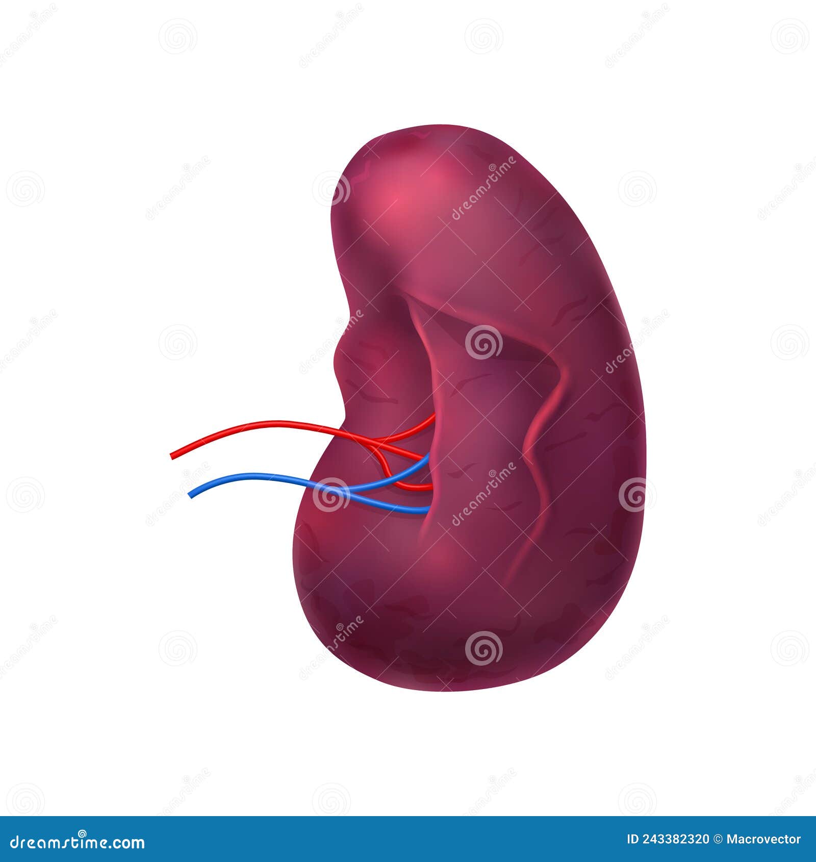 Realistic Human Spleen Composition Stock Vector - Illustration of ...