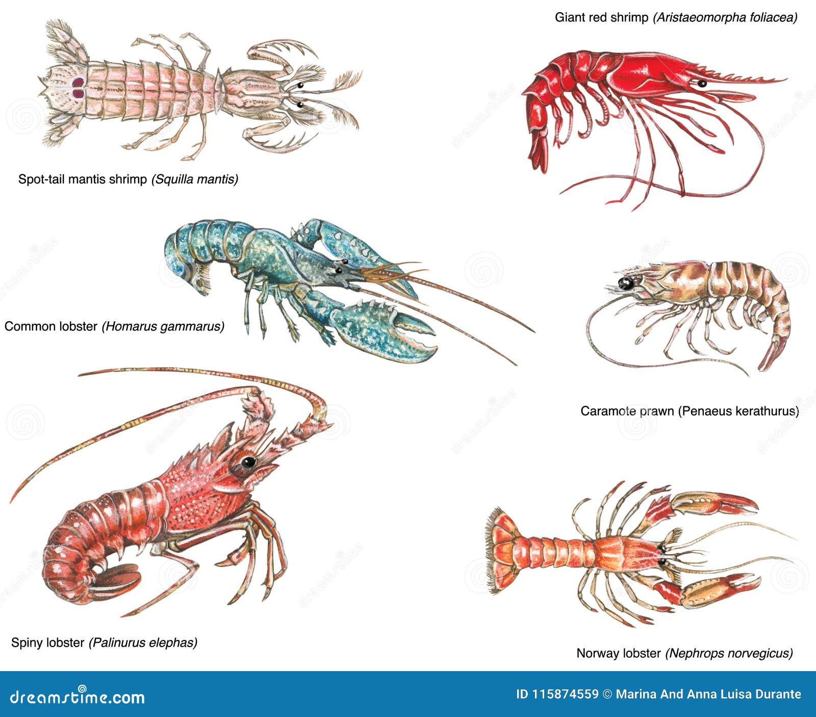 Scientific Illustration of Different Crustaceans Stock Vector ...