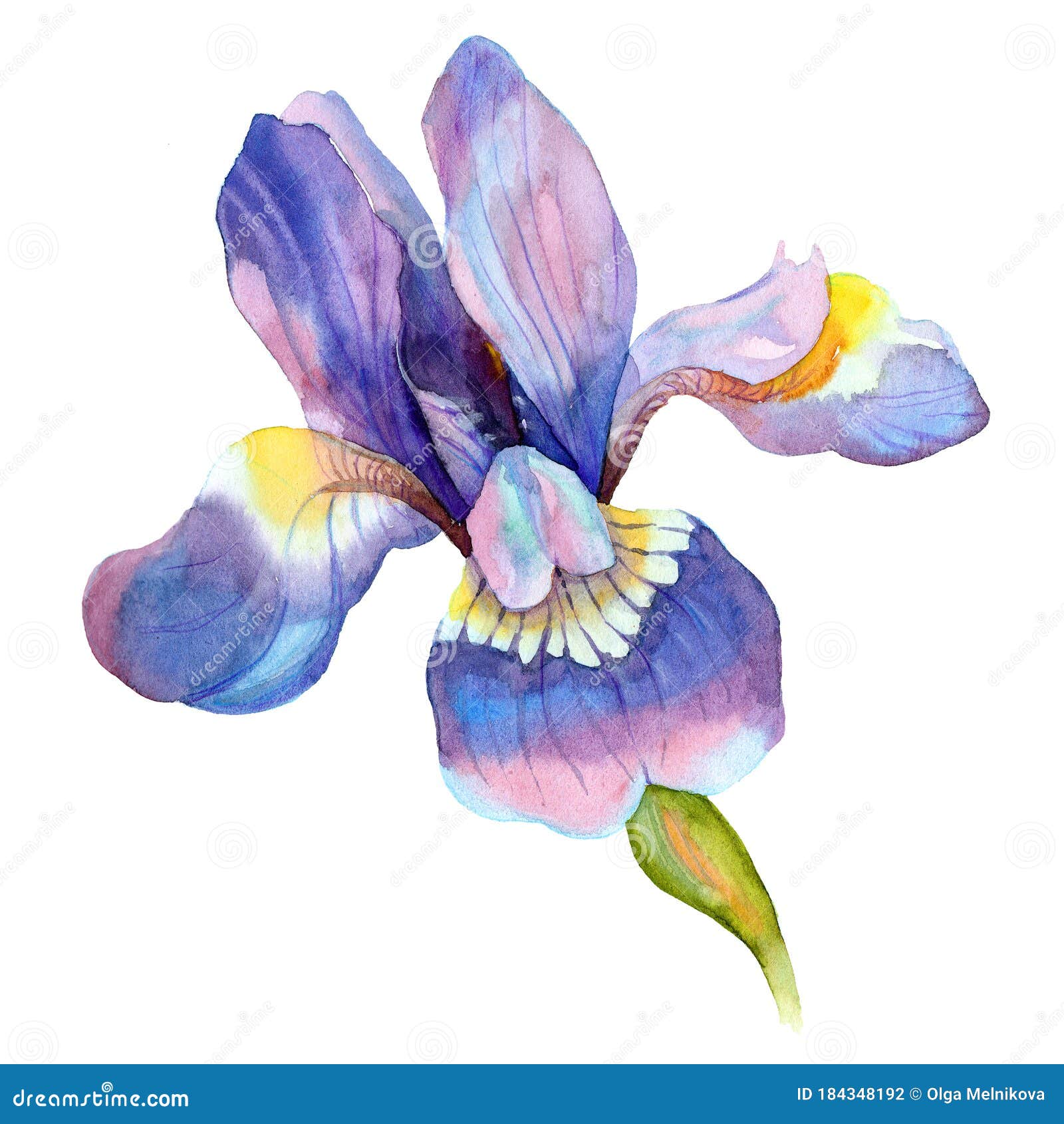 Realistic Illustration of an Iris Flower. Botanical Watercolor ...