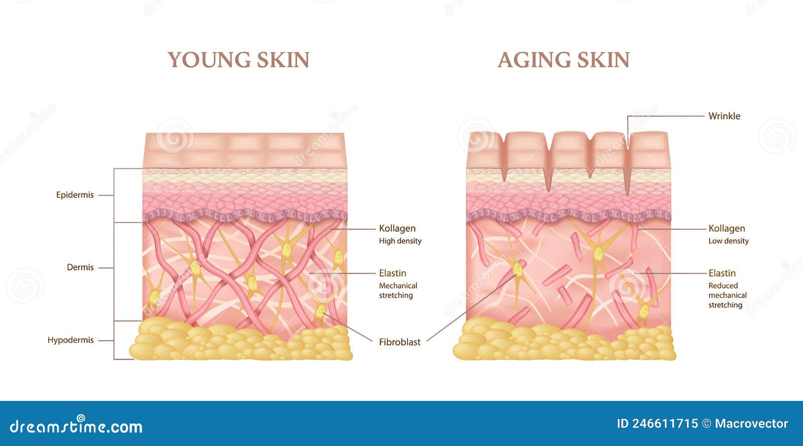 Skin Layers Infographics Cartoon Vector Biology Diagrams