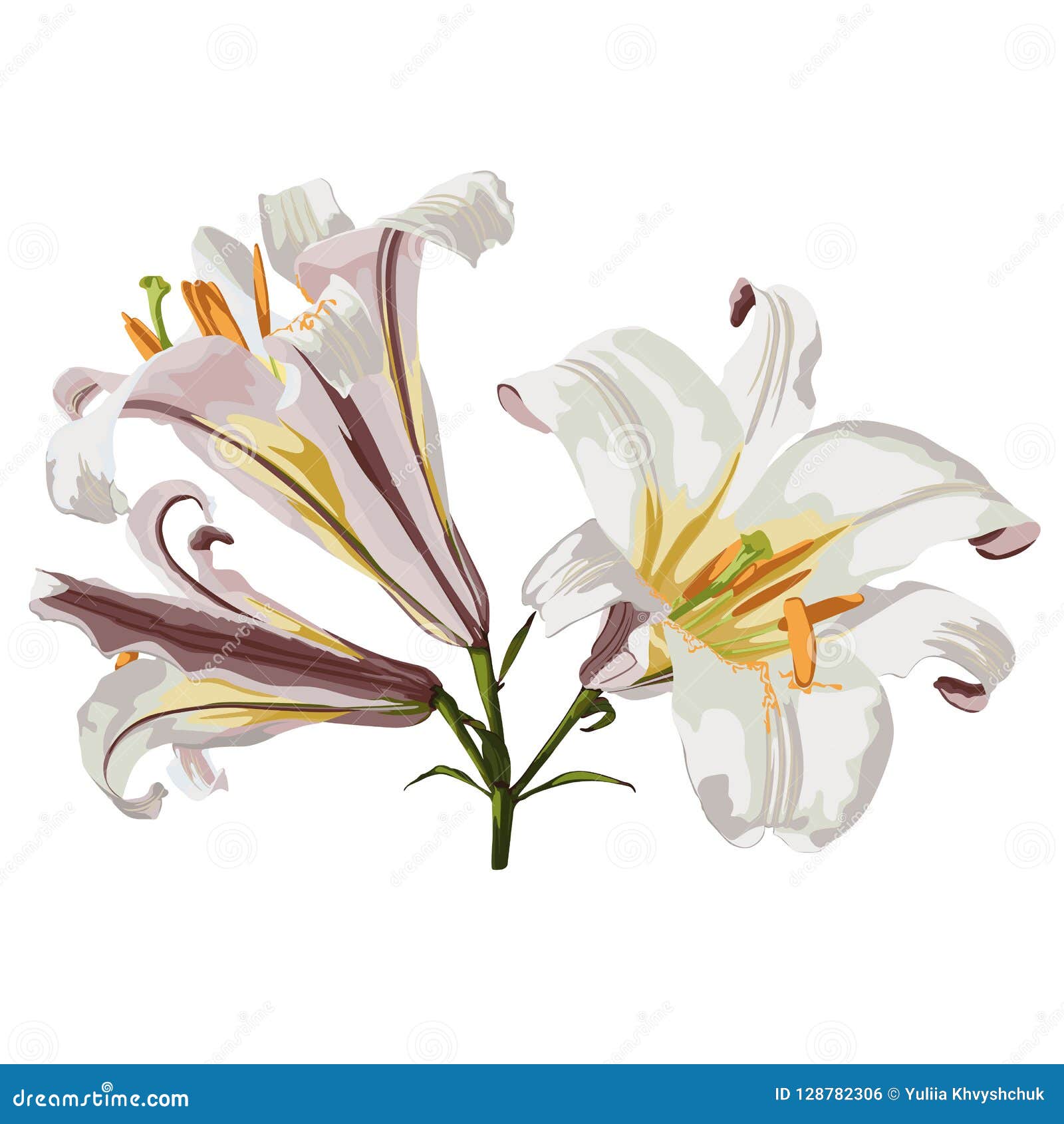 Realistic Lily Drawing, Realistic Lily Flower Sketch, Outline Realistic ...