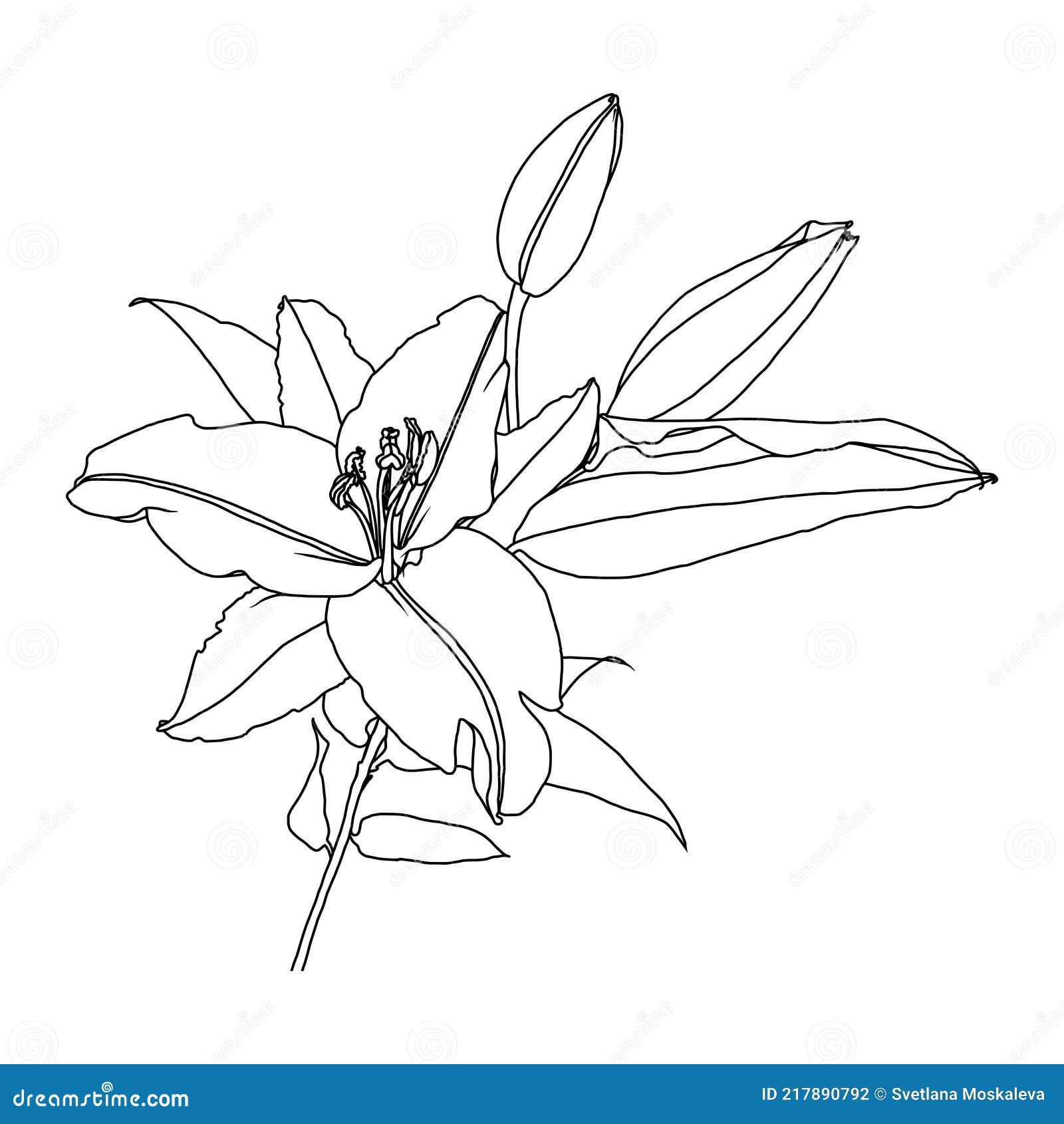 Hand Drawn Lily Flower Image & Photo (Free Trial) | Bigstock