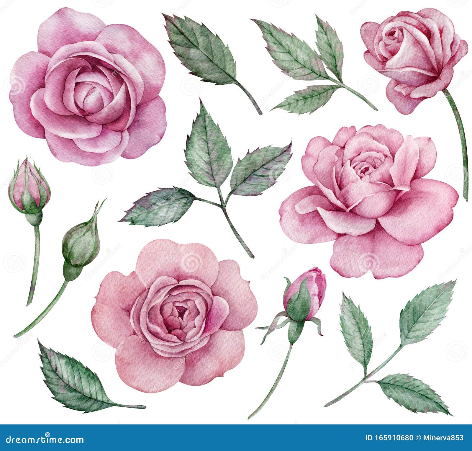 Realistic Pink Roses Clipart. Hand-drawn Watercolor Floral Set Stock ...