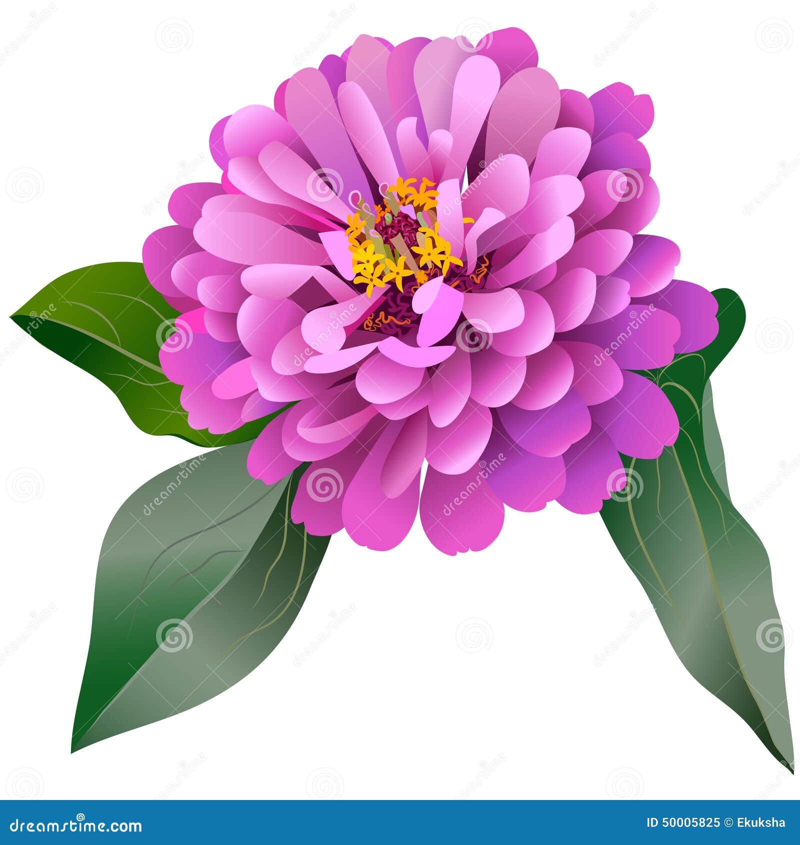 Download Realistic Pink Zinnia Flower With Three Leaves Stock ...
